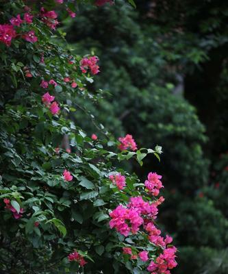 三角梅的花语与意义（探索三角梅花的神秘语言，了解花朵背后的含义）