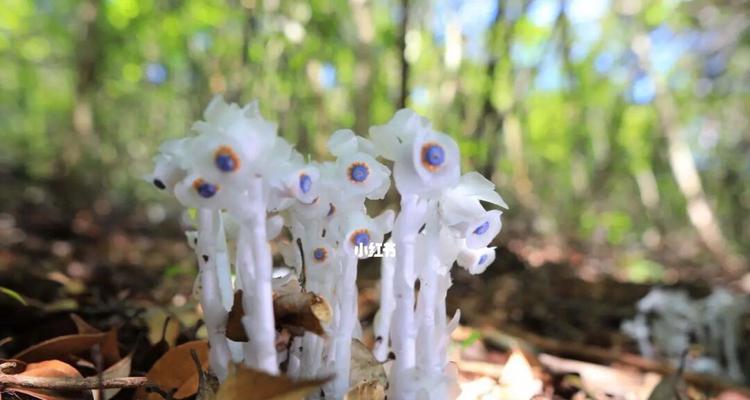 水晶兰的花语与美丽秘密（揭开水晶兰花语之谜，品味自然的神秘魅力）