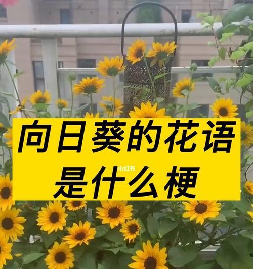 向阳花的花语（向阳花的美丽与意义，传递着坚韧与勇气）