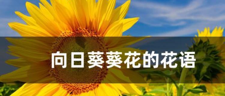 向阳花的花语（向阳花的美丽与意义，传递着坚韧与勇气）