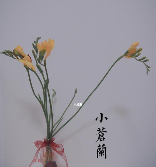 小苍兰的花语——寄托深情的永恒（花开的温柔，心香的誓言）