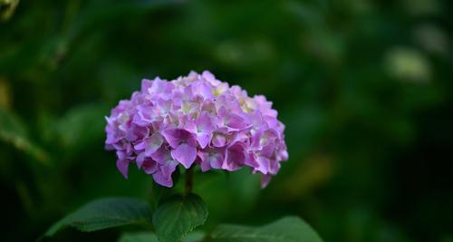 绣球花（探寻绣球花的花语之谜）