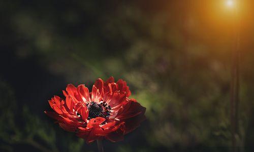 银莲花花语的美丽寓意（探寻银莲花背后的深刻内涵）