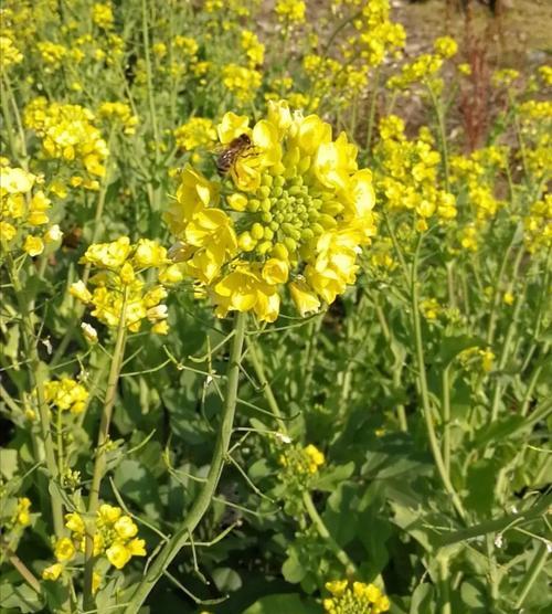 油菜花的花语（美丽绽放的花海中，传递着什么样的寓意？）