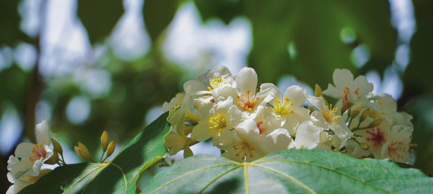 油桐花的花语与寓意（探寻油桐花所传递的情感与象征）