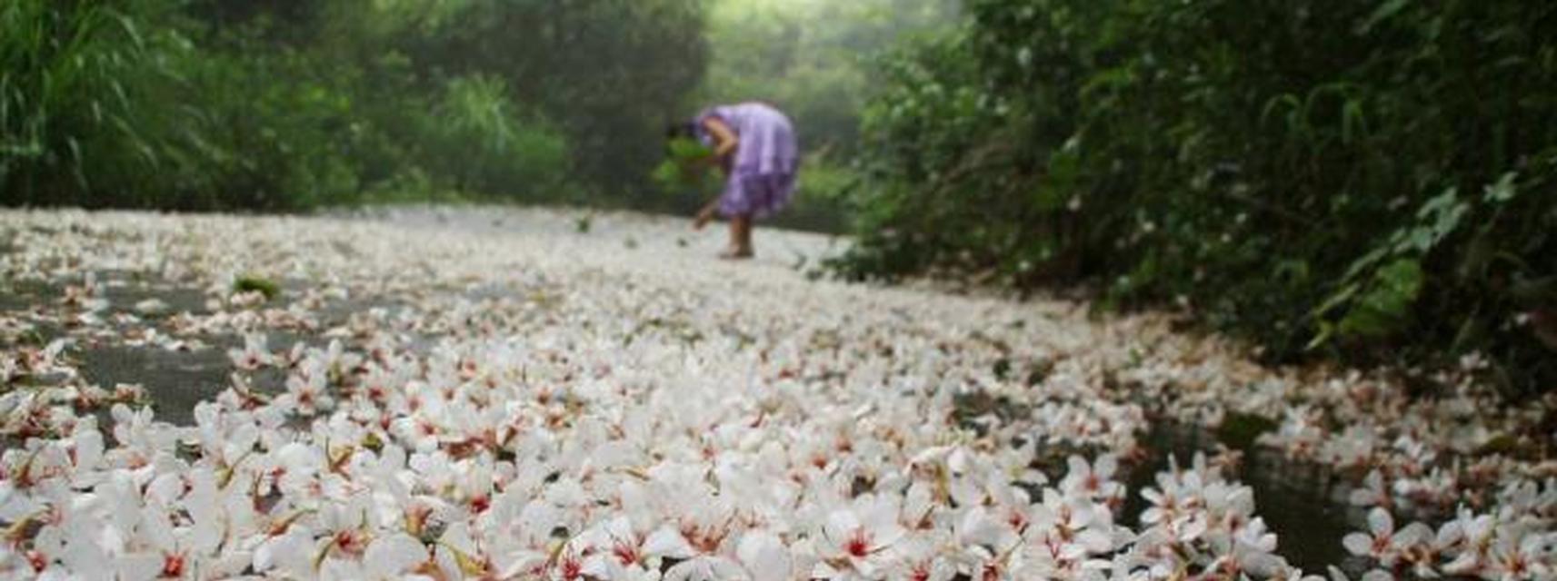 油桐花的花语与寓意（探寻油桐花所传递的情感与象征）