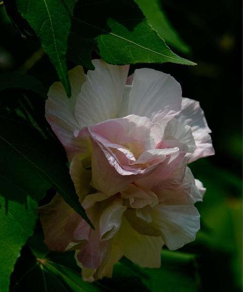 芙蓉花的花语与意义（探索芙蓉花所传达的情感与象征）