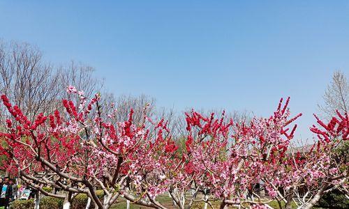 桃花的寓意与象征（桃花的美丽与喜庆）