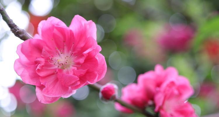 桃花的寓意与象征（桃花的美丽与喜庆）