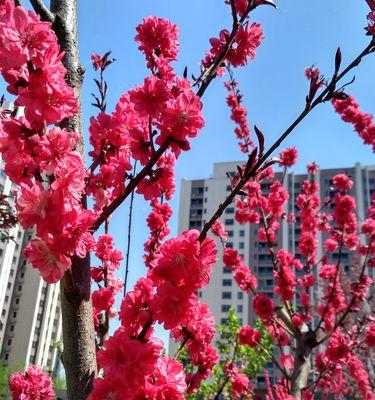 桃花花语与代表意义（揭秘桃花的五彩人生）