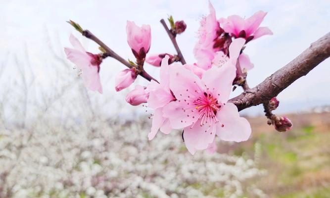 桃花花语与代表意义（揭秘桃花的五彩人生）