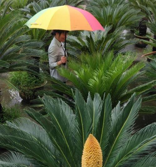 铁树会开花吗？探寻生命的奇迹（揭开自然界的神秘面纱）