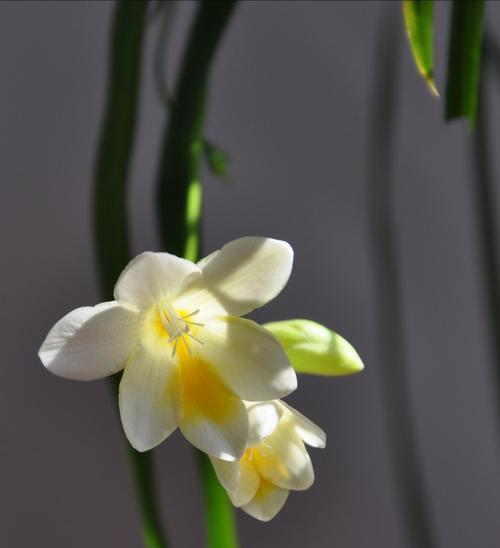 香雪兰花语与寓意（探寻香雪兰花语的内涵与象征意义）