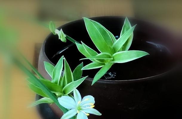 植物中象征父母的丰沛之爱（探索植物中象征父母的意义与象征）