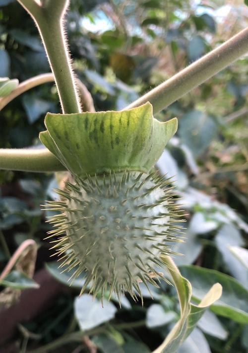 象征母爱的植物——红玫瑰的花语（红玫瑰——母爱永恒的化身）