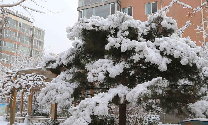 雪绒花（揭开雪绒花背后的花语之谜与美丽传说）