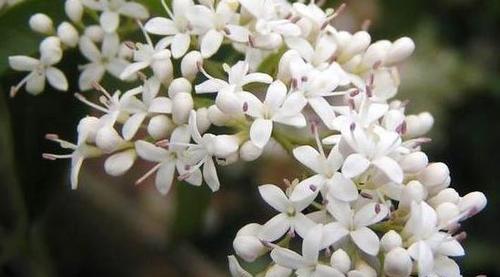 以夜来香的花语与传说（芬芳四溢的夜来香传递的花语和神秘传说）