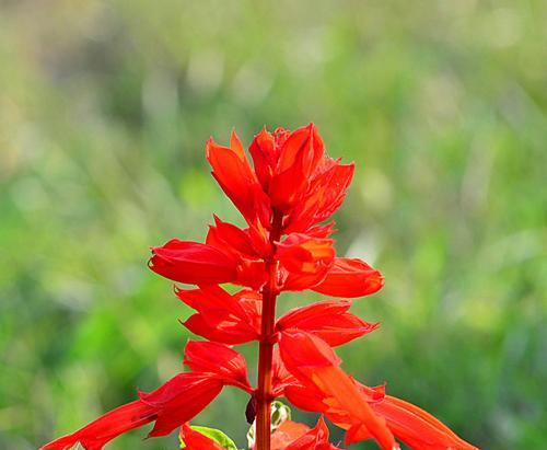 一串红花的盛开之美（揭秘一串红花的开花季节和花语之谜）