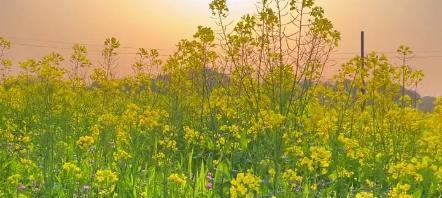 油菜花的花语与传说（传承与希望）