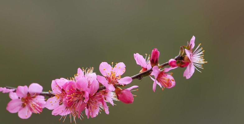 榆叶梅花语与作用解析（深入了解榆叶梅的花语及其神奇作用，探索它们背后的奥秘）