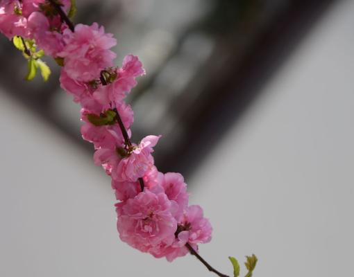 榆叶梅花语与作用解析（深入了解榆叶梅的花语及其神奇作用，探索它们背后的奥秘）