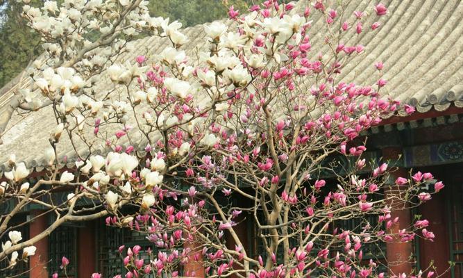 玉兰花的寓意与传说（探寻玉兰花的文化内涵）