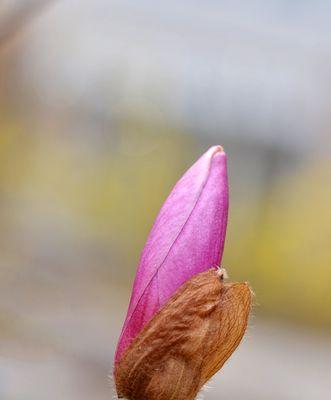 玉兰花（一朵绽放在城市中的芳华，见证着岁月的流转）