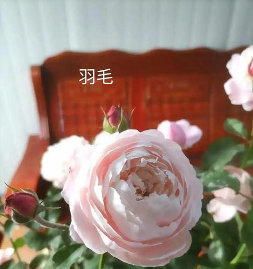 月季春化（了解春化现象，赏析月季花朵绚丽多彩之美）