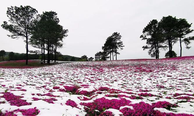 芝樱花语与名称由来（探寻芝樱的美与意义）