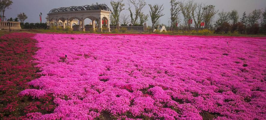 芝樱花语与名称由来（探寻芝樱的美与意义）