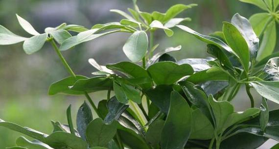 植物代表生肖，探究神奇象征之道（生肖植物之谜揭秘，你不得不了解的奇妙连接）