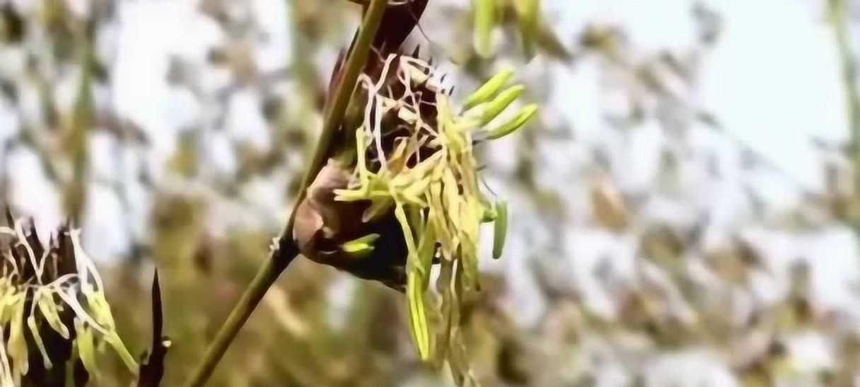 神奇的竹子开花之谜（竹子开花预示着的意义与象征）