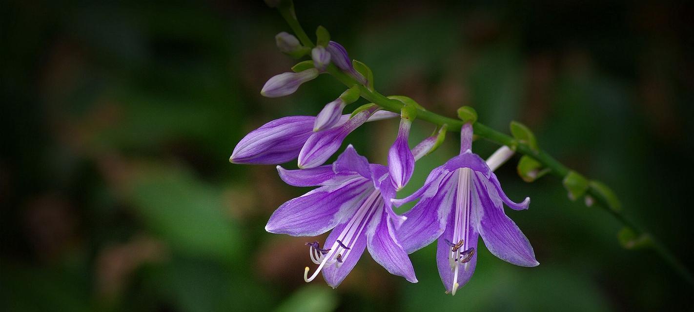 紫色百合花的象征意义（揭示紫色百合花传递的深刻内涵）