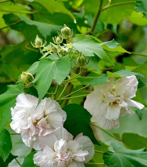 芙蓉花的花语及其代表意义（揭示芙蓉花所传递的心灵之语）