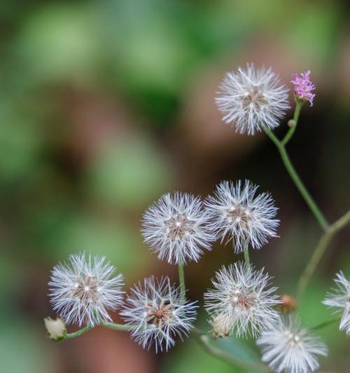 芙蓉菊的花语和寓意（送人有什么禁忌）