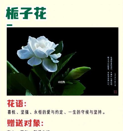 栀子花的花语及寓意（探寻栀子花的含义与象征）