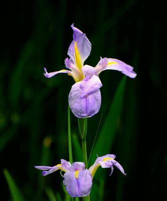 鸢尾花（解读鸢尾花的花语，探寻其背后的意义）