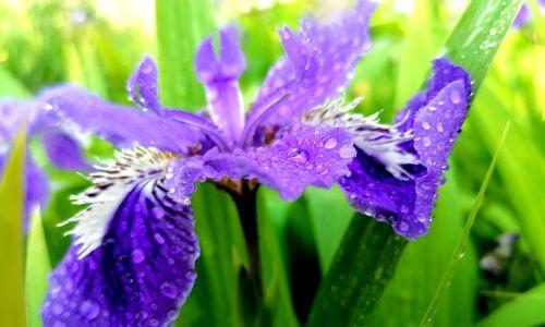 鸢尾花（解读鸢尾花的花语，探寻其背后的意义）