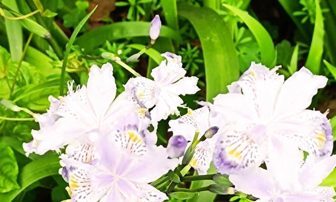 鸢尾花的花语和象征（揭开鸢尾花之谜，探寻其独特花语和象征）