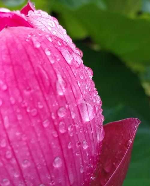 澳门市花莲花的象征意义——寓意繁荣与纯洁（探寻莲花花的文化内涵，解读澳门的独特之美）