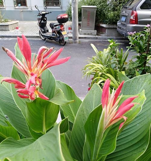 芭蕉的风水寓意与摆放位置（传统文化中的芭蕉，给家居带来什么？）