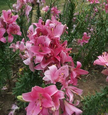 白百合花的象征意义与内涵（探索白百合花在文化和传统中的重要地位）