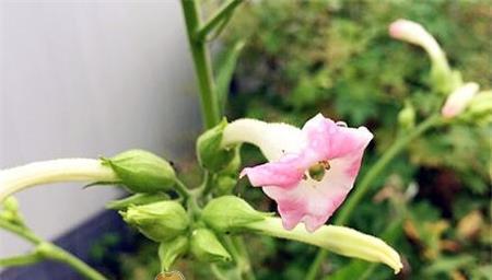 白芨开花的花语与寓意（解读白芨开花的含义与象征）