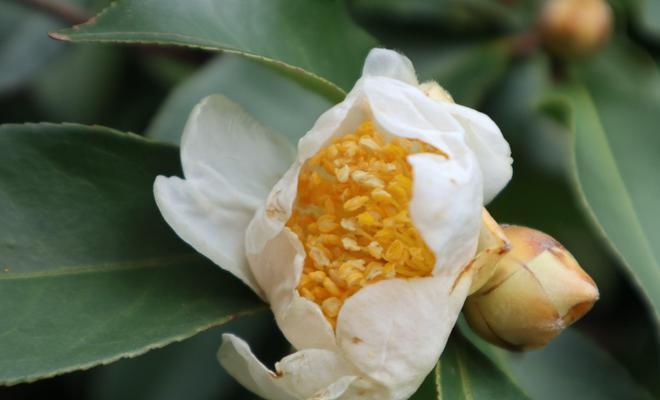 白色山茶花的花语与含义（探秘白色山茶花的隐含寓意）