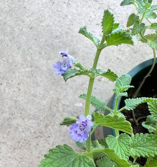 薄荷开花的风水寓意（揭示薄荷开花对家居风水的重要意义）