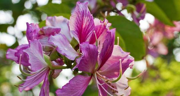 保定的市花——牡丹花的意义与魅力（探寻保定市花牡丹的传奇之美）