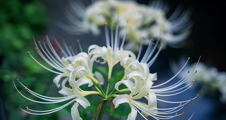 以彼岸花的花语（探寻彼岸花的花语内涵，感受生命与希望的力量）