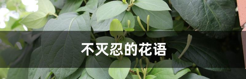 以表示悼念的花花语（悼念的花语）