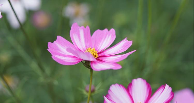 平安之花花语与祝福（传递平安与祝福的花朵群）