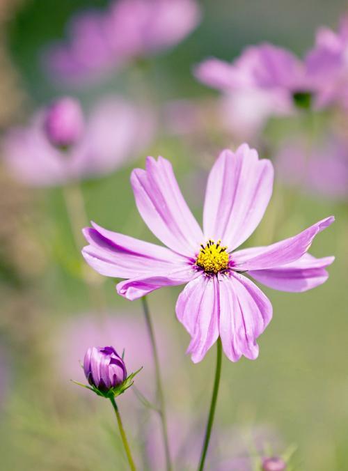 善良之花（花语中的善良之美与意义）